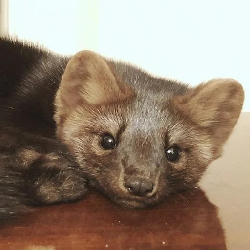 животное млекопитающее куница