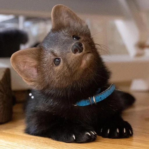 комнатный сеанс домашнее животное