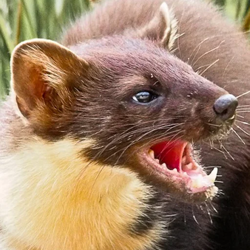 животное млекопитающее рыло