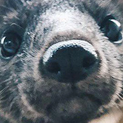 животное млекопитающее рыло