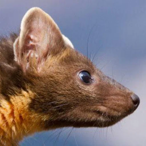 animal mammal marten