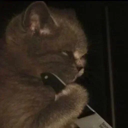 млекопитающее кошка кошки малого и среднего размера