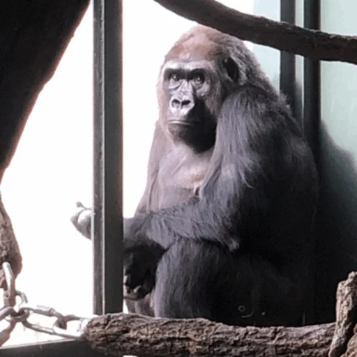 animal mammal primate