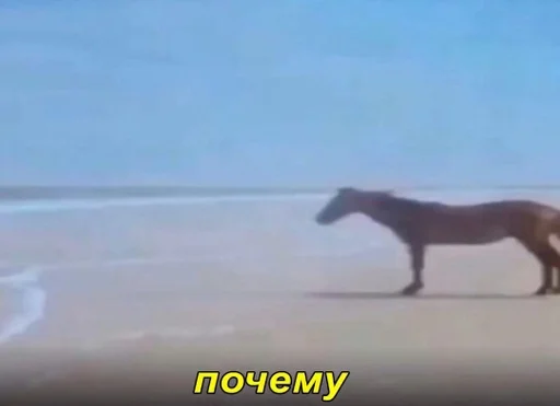 животное млекопитающее лошадь