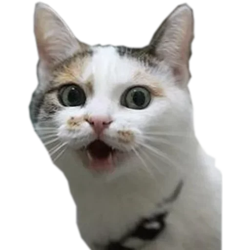 Sticker JynusvbxGquEpEte_by_stickers_stealer_bot - 1