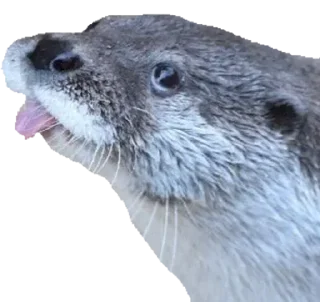 Sticker Создай свои стикеры - @sozdsti_bot - 4