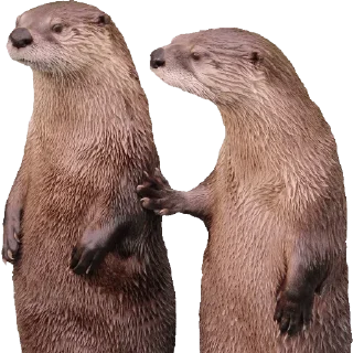 Sticker Создай свои стикеры - @sozdsti_bot - 2