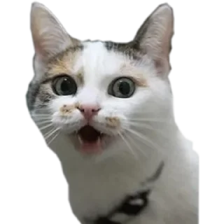 Sticker Создай свои стикеры - @sozdsti_bot - 0