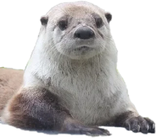 Sticker Создай свои стикеры - @sozdsti_bot - 8