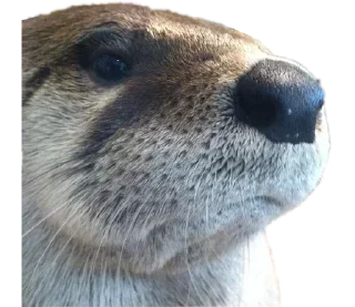 Sticker Создай свои стикеры - @sozdsti_bot - 5