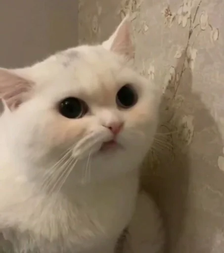 Sticker @K0TEH0K спизжено by @fStikBot - 2