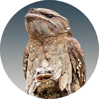 Sticker Козодой - 10