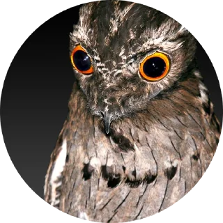 Sticker Козодой - 9