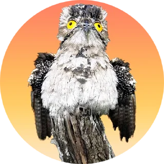 Sticker Козодой - 5