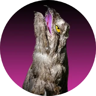 Sticker Козодой - 4