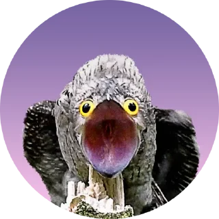 Sticker Козодой - 11