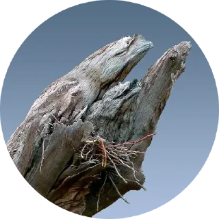 Sticker Козодой - 8