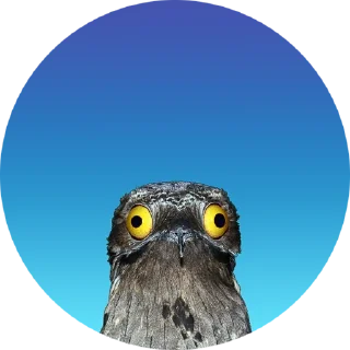 Sticker Козодой - 6