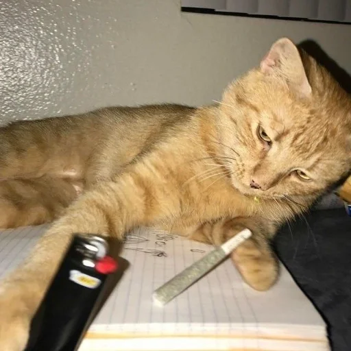 комнатный животное кошачьи