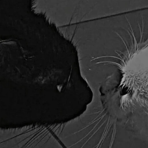 Дедус/ь похуй :: @fStikBot - cartoon