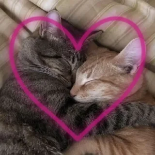 Стикер Kitty go - 4