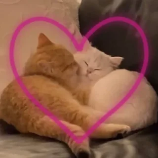 Стикер Kitty go - 10