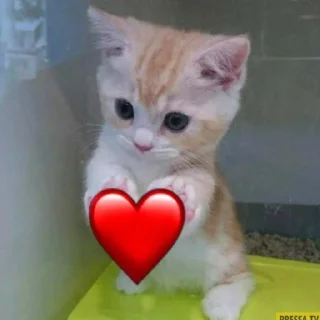 Стикер Kitty go - 1