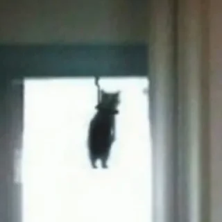 Стикер Kitty go - 0