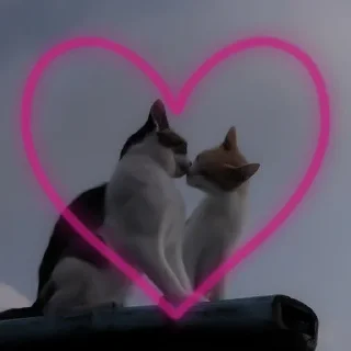 Стикер Kitty go - 8