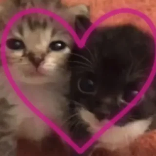 Стикер Kitty go - 3