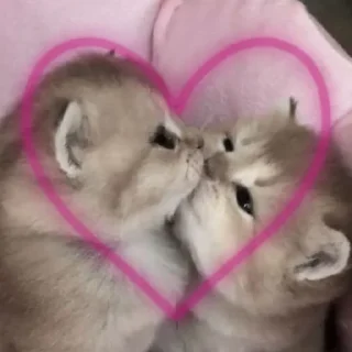 Стикер Kitty go - 11