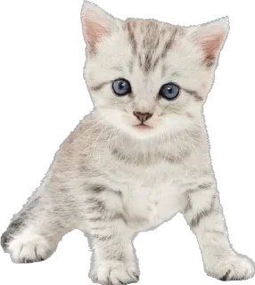 Стикер @sticksbb 🩷 <- канал со стиками - 5