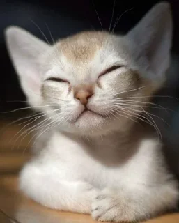 Стикер Больше стиков тут: @stikeryk - 1