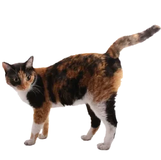 Sticker @sticksbb 🩷 <- канал со стиками - 4