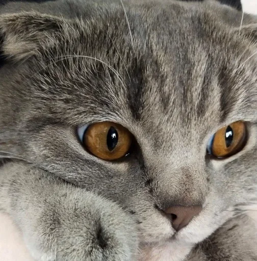 Стикер я люблю леру [ ловели ] :: @fStikBot - 8