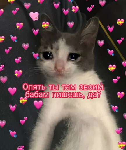 cat small to medium-sized cats mammal