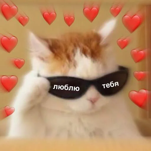 cat small to medium-sized cats animal