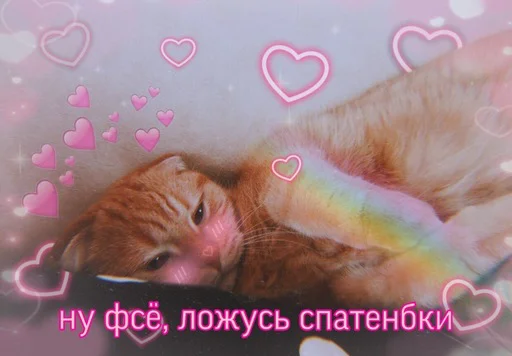 small to medium-sized cats animal felidae