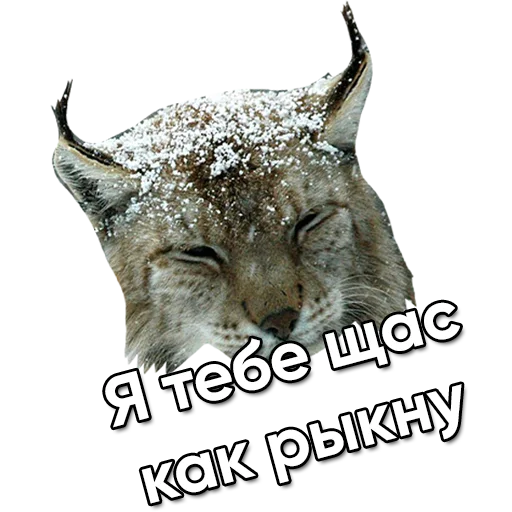 животное млекопитающее рысь