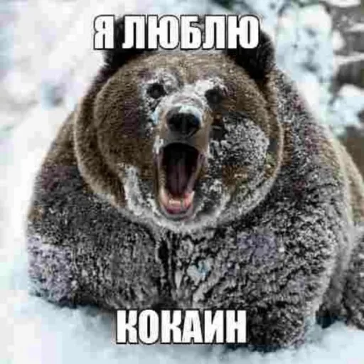 Стикер KMbqOTYIKIaTnQwd_by_stickers_stealer_bot - 1