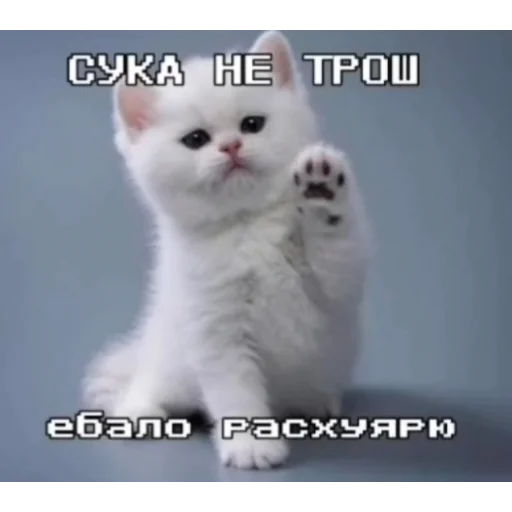 Стикер KO111APNKN - 1