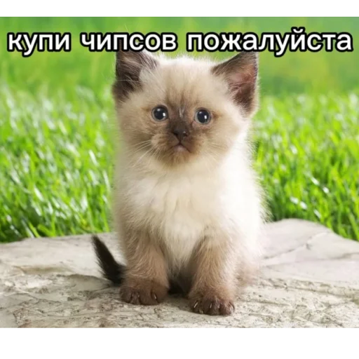 Стикер KO111APNKN - 1