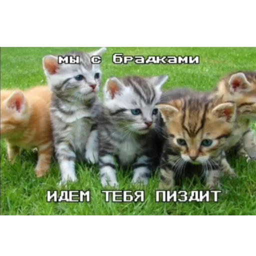 Стикер KO111APNKN - 1