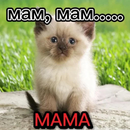 Стикер KO111APNKN - 1