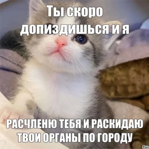 Sticker KO111APNKN - 1