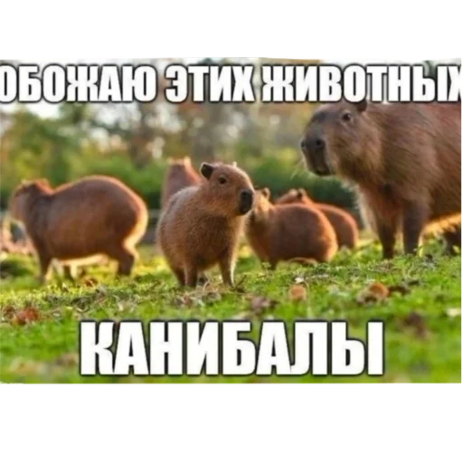 Стикер KO111APNKN - 1