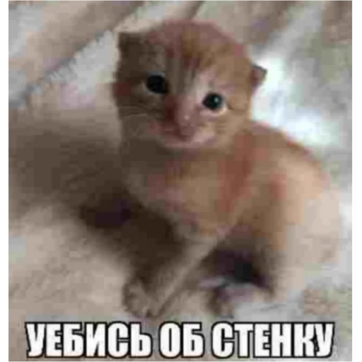 Стикер KO111APNKN - 1