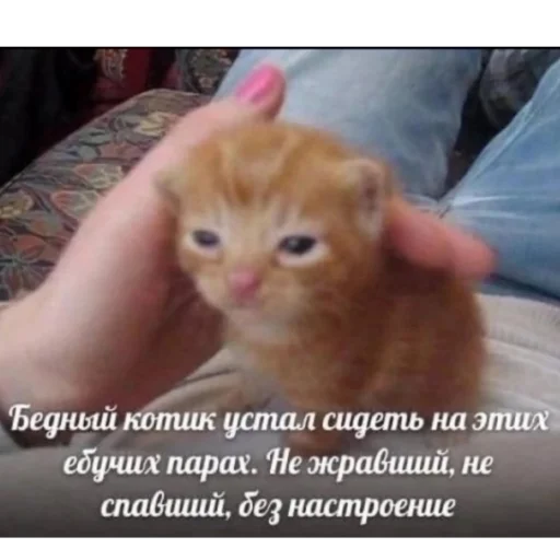 Стикер KO111APNKN - 1