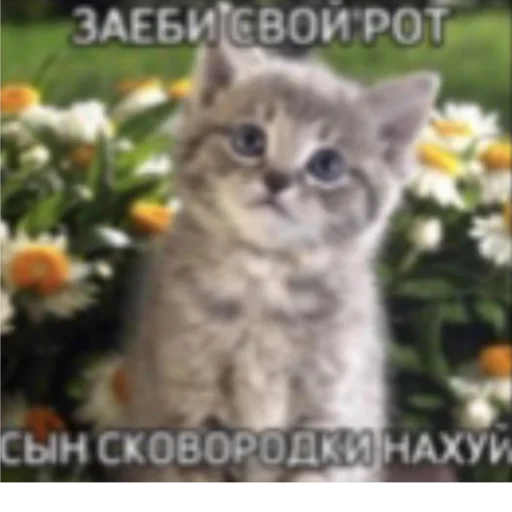 Стикер KO111APNKN - 1