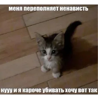 Sticker кошарики♡⁠(⁠>⁠ ⁠ਊ⁠ ⁠<⁠)⁠♡ - 10